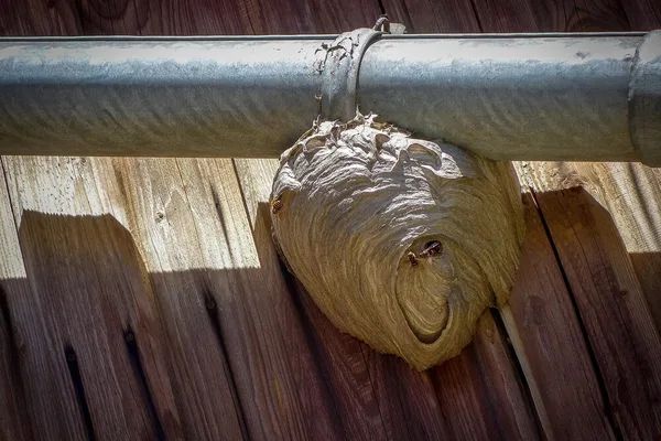 Wasp nest on the roof of a German house